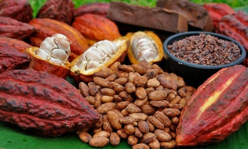 Cacao Tostado Orgánico | Caco Bienestar Natural