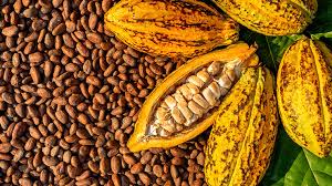Cacao Tostado Orgánico | Caco Bienestar Natural